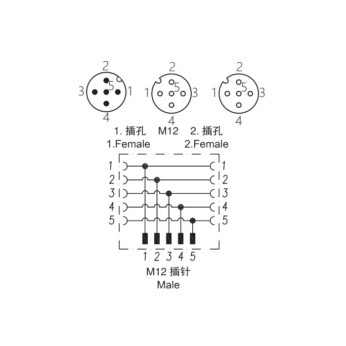 M12 5Pin、公头 转 2xM12 母头、三通接头、645551
